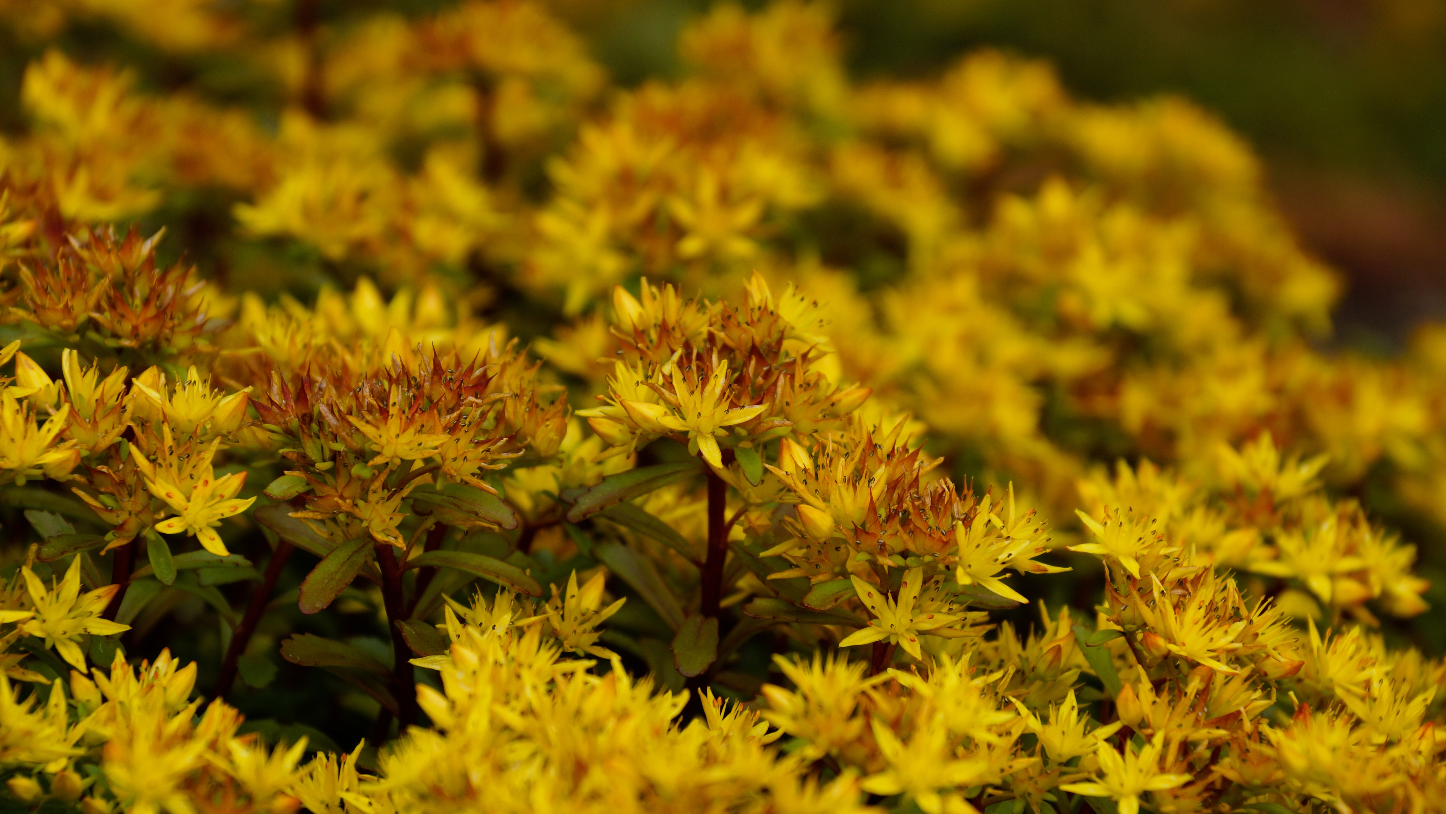 yellow and brown petaled flower lot