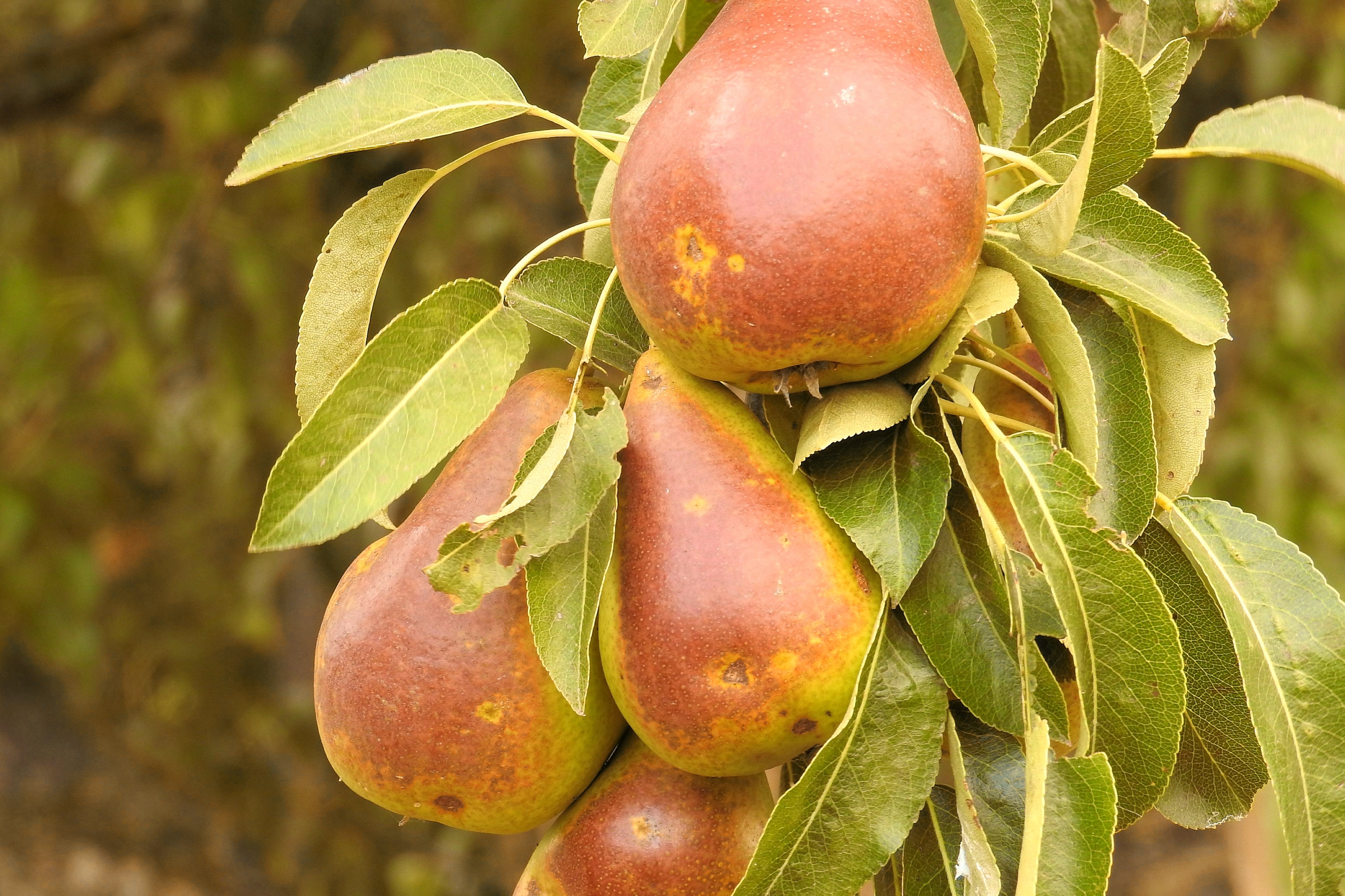 brown and green oval fruit