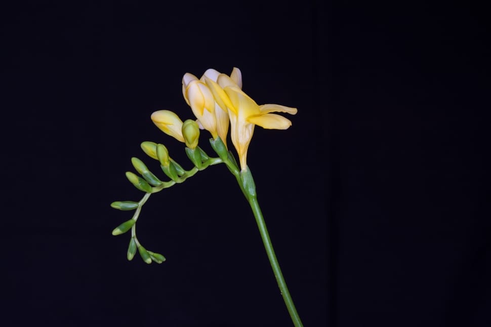 shallow focus photography of yellow petal flower preview