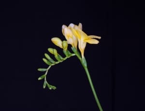 shallow focus photography of yellow petal flower thumbnail