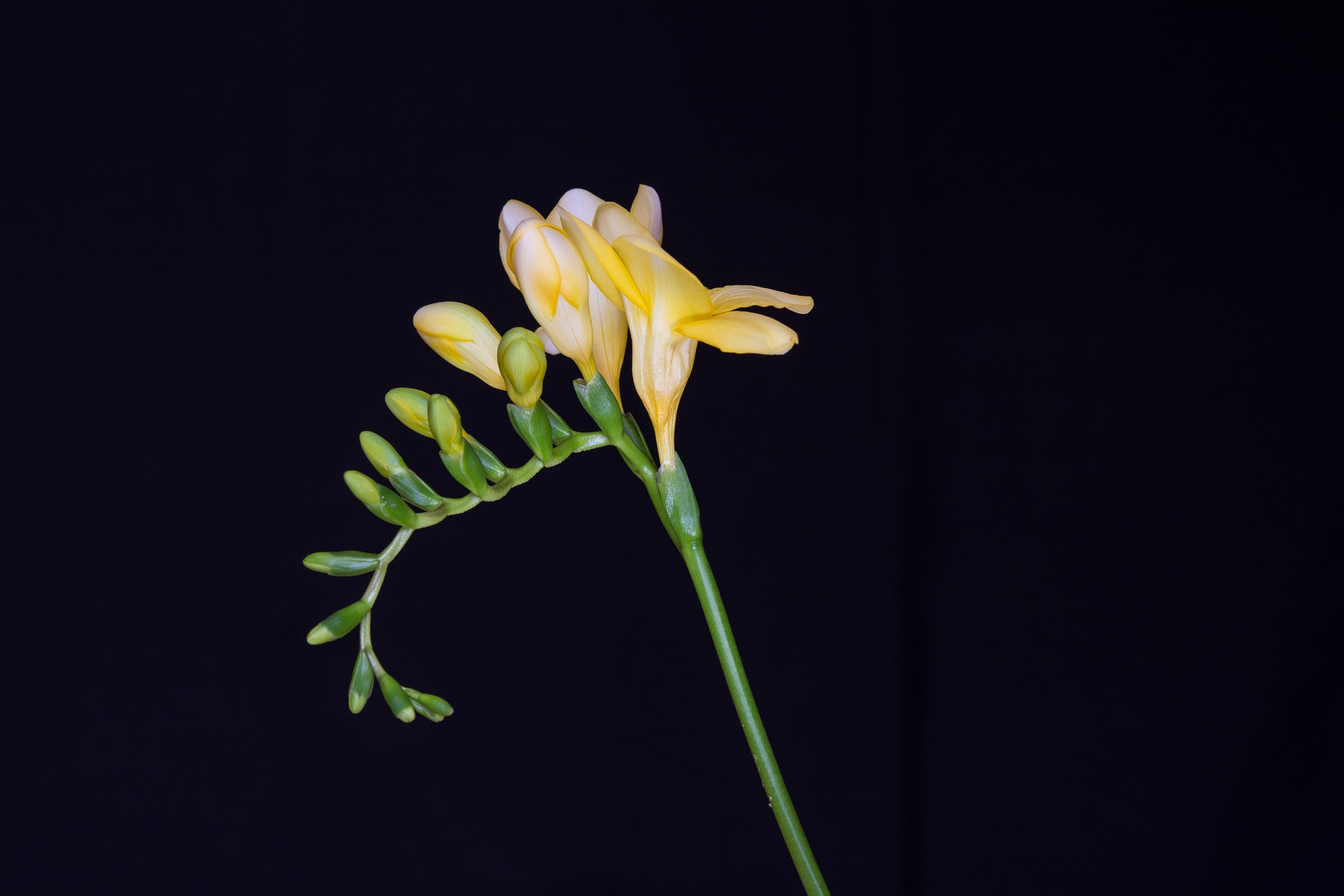 shallow focus photography of yellow petal flower