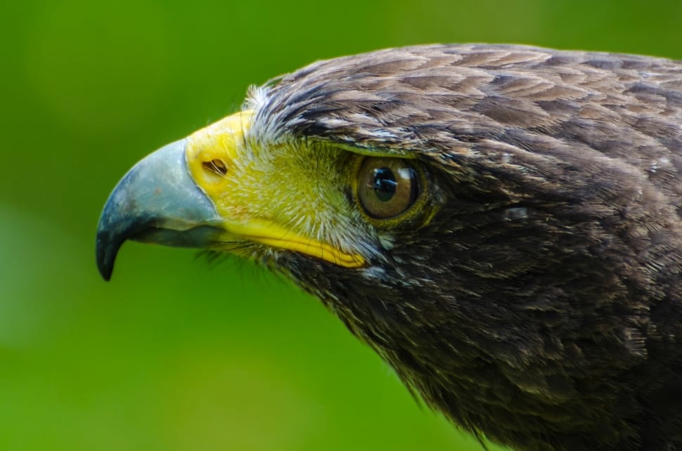 close up photo of bald eagle preview