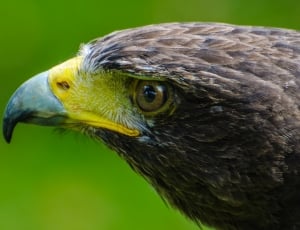 close up photo of bald eagle thumbnail