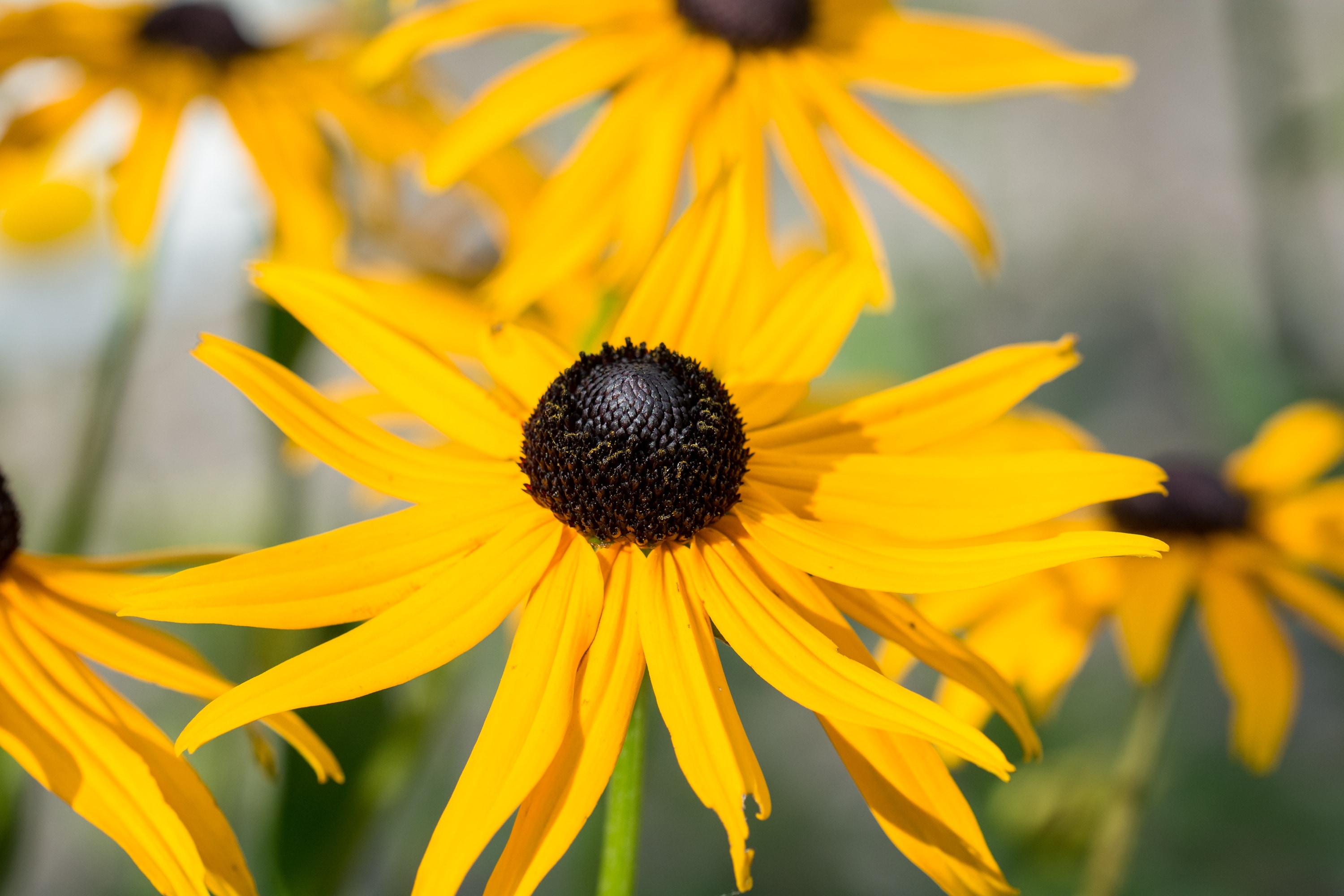 1920x1080 wallpaper | yellow and black petal flowers | Peakpx