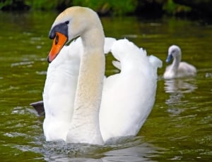 white swan thumbnail