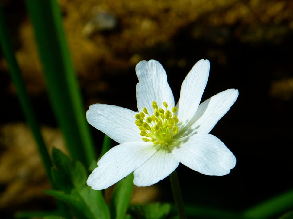 Wood Anemone, Spring, Flower, Blossom, flower, white color preview