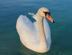 Lake, Graceful, Beautiful, Bird, Swan, one animal, animals in the wild thumbnail