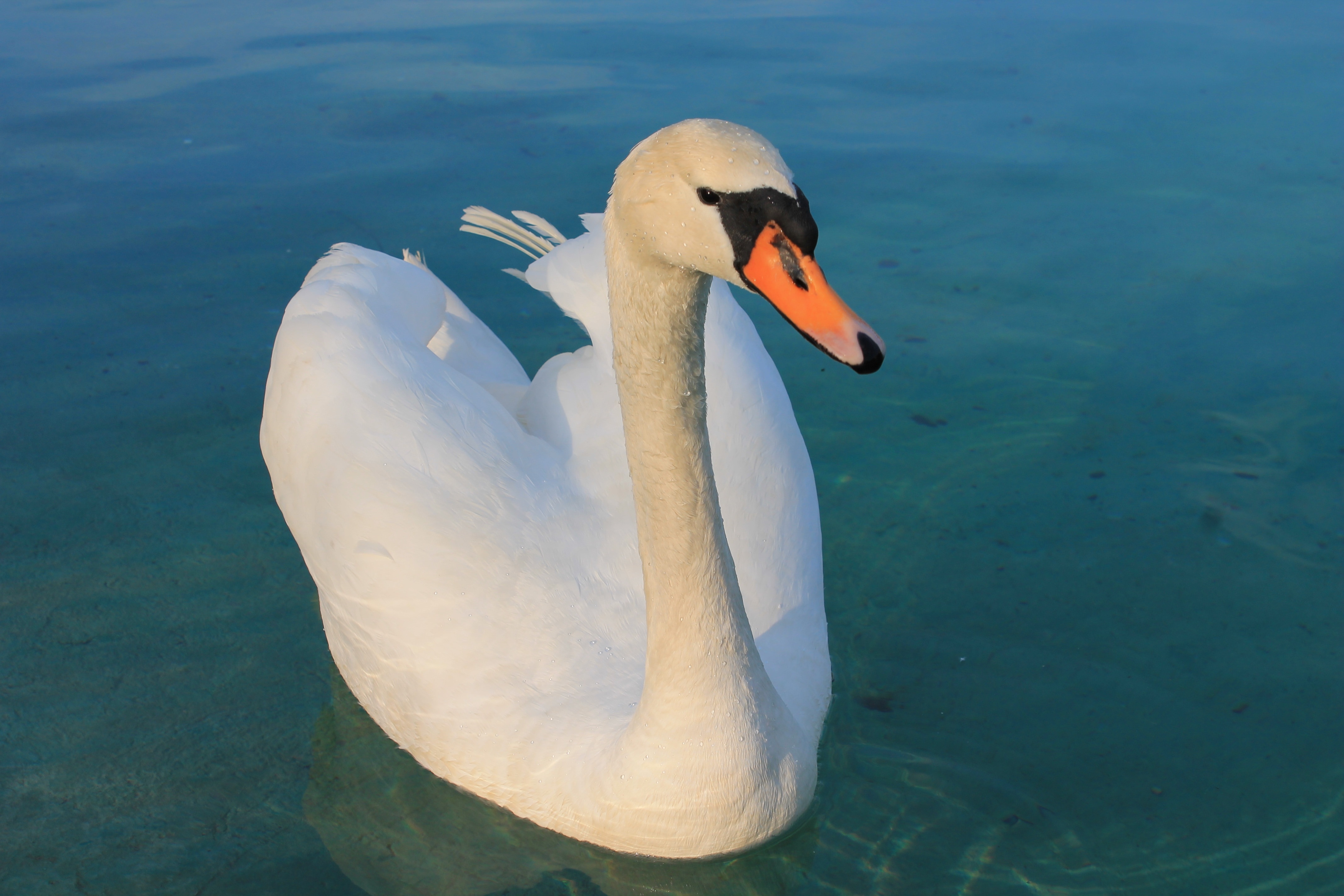 Lake, Graceful, Beautiful, Bird, Swan, one animal, animals in the wild