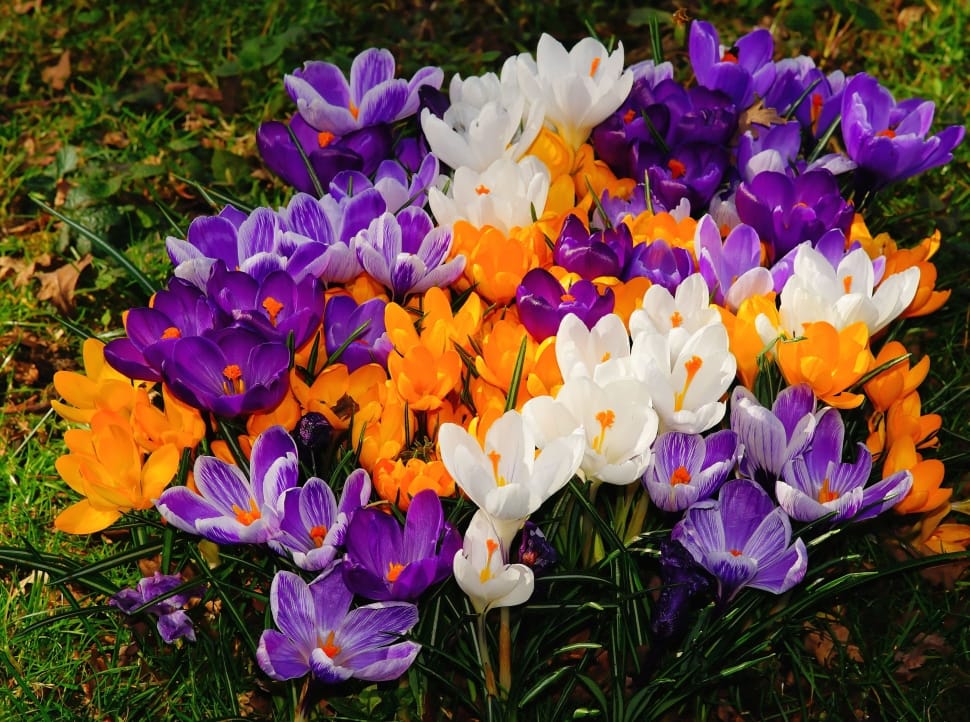 purple yellow and white flowers preview