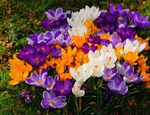 purple yellow and white flowers thumbnail