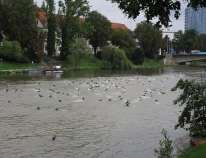 flock of male mallard ducks thumbnail