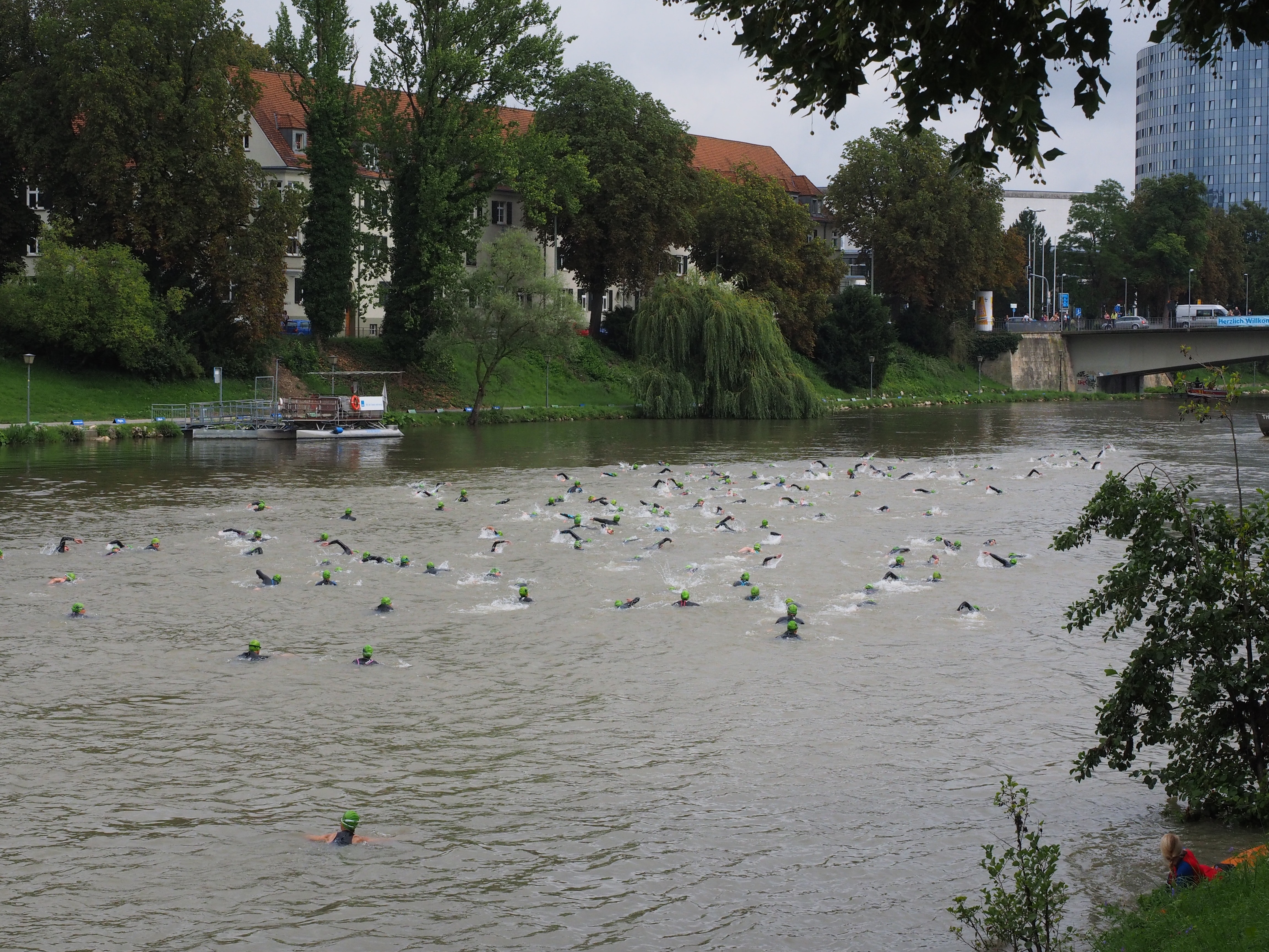 flock of male mallard ducks
