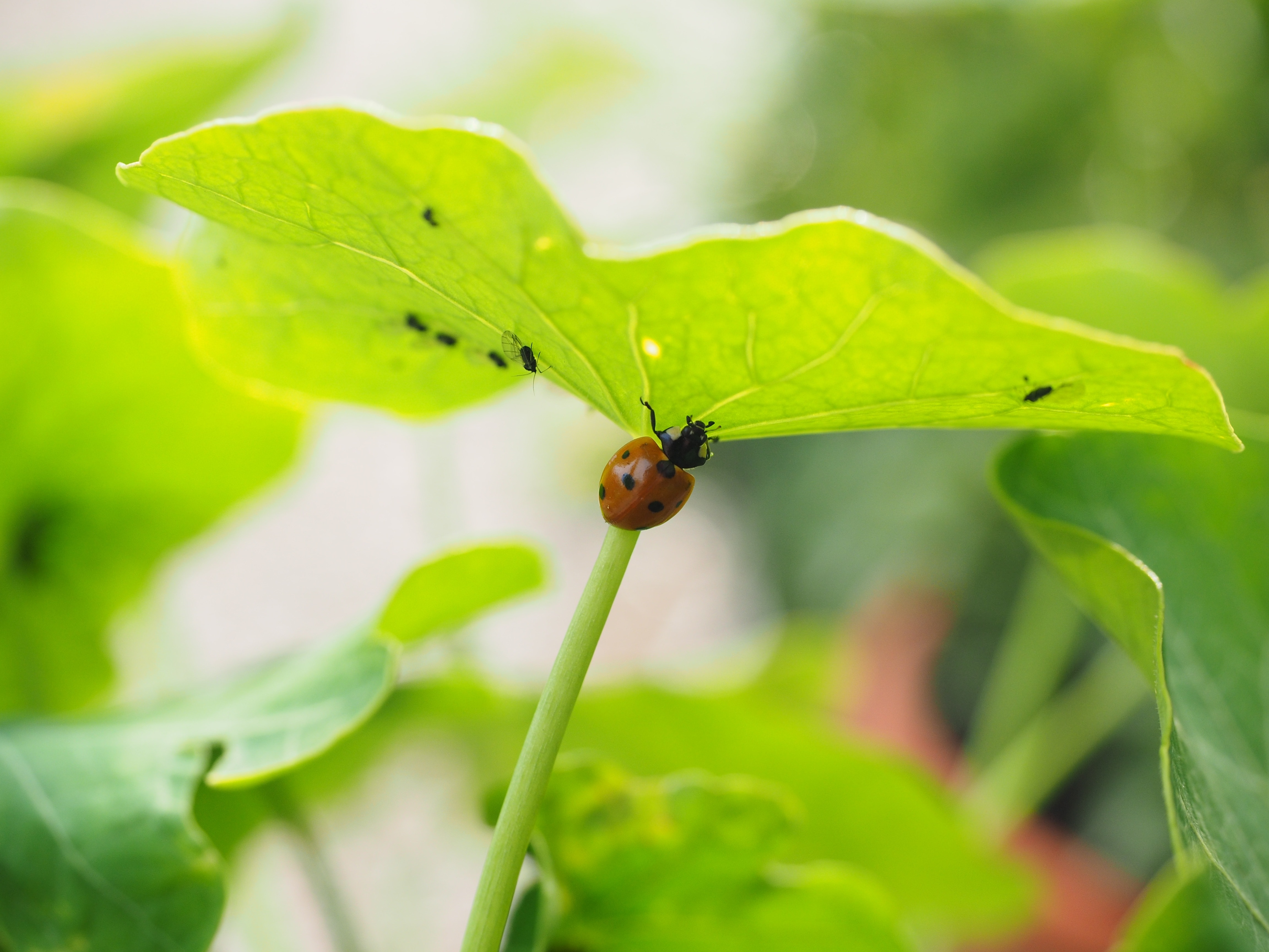 Ladybug, Eat, Hunting, Lice, insect, one animal