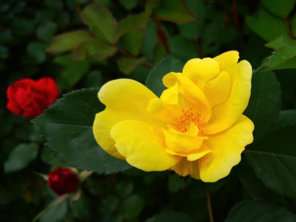 Rose, Yellow, Yellow Rose, Bright, flower, yellow preview