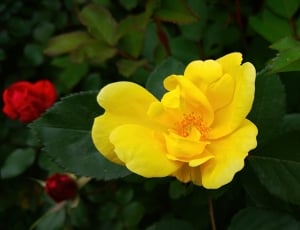 Rose, Yellow, Yellow Rose, Bright, flower, yellow thumbnail