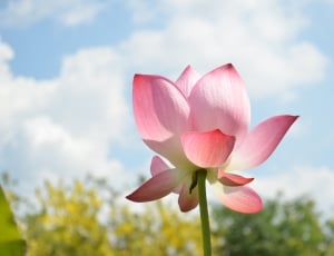 pink-and-white petaled flower under blue sky during daytime thumbnail