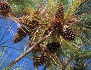 pine cone tree thumbnail