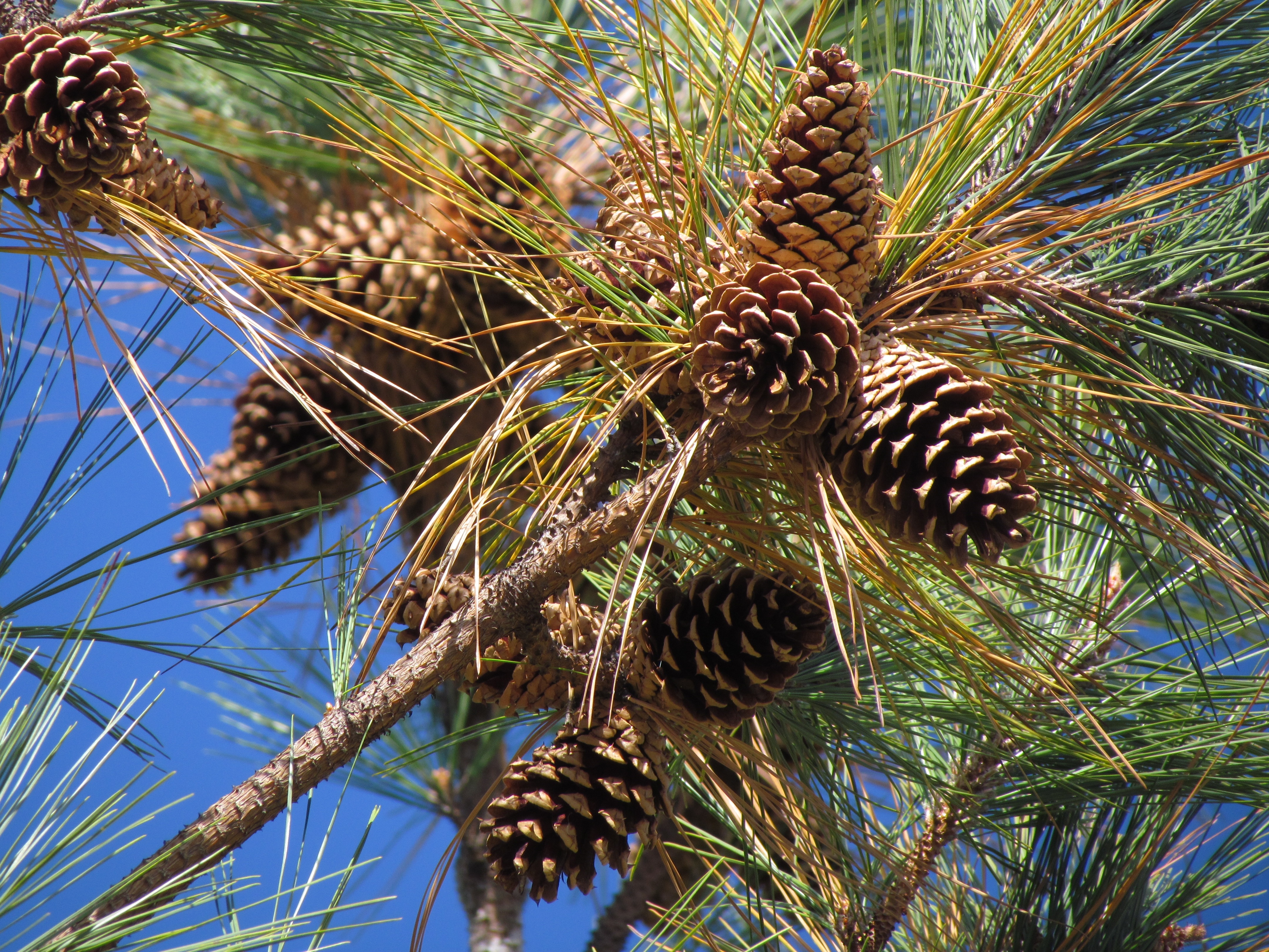 pine cone tree