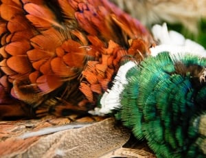 Pheasant, Cock, Game, Feathers, one animal, close-up thumbnail