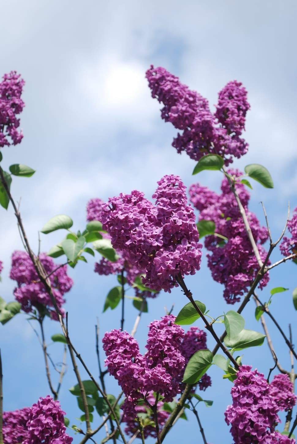 Lilac Branches, Flowers, Plant, Lilac, pink color, flower preview
