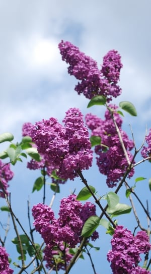 Lilac Branches, Flowers, Plant, Lilac, pink color, flower thumbnail