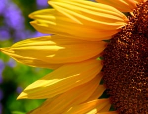 Petals, Sunflowers, Macro, Half, Yellow, yellow, flower thumbnail