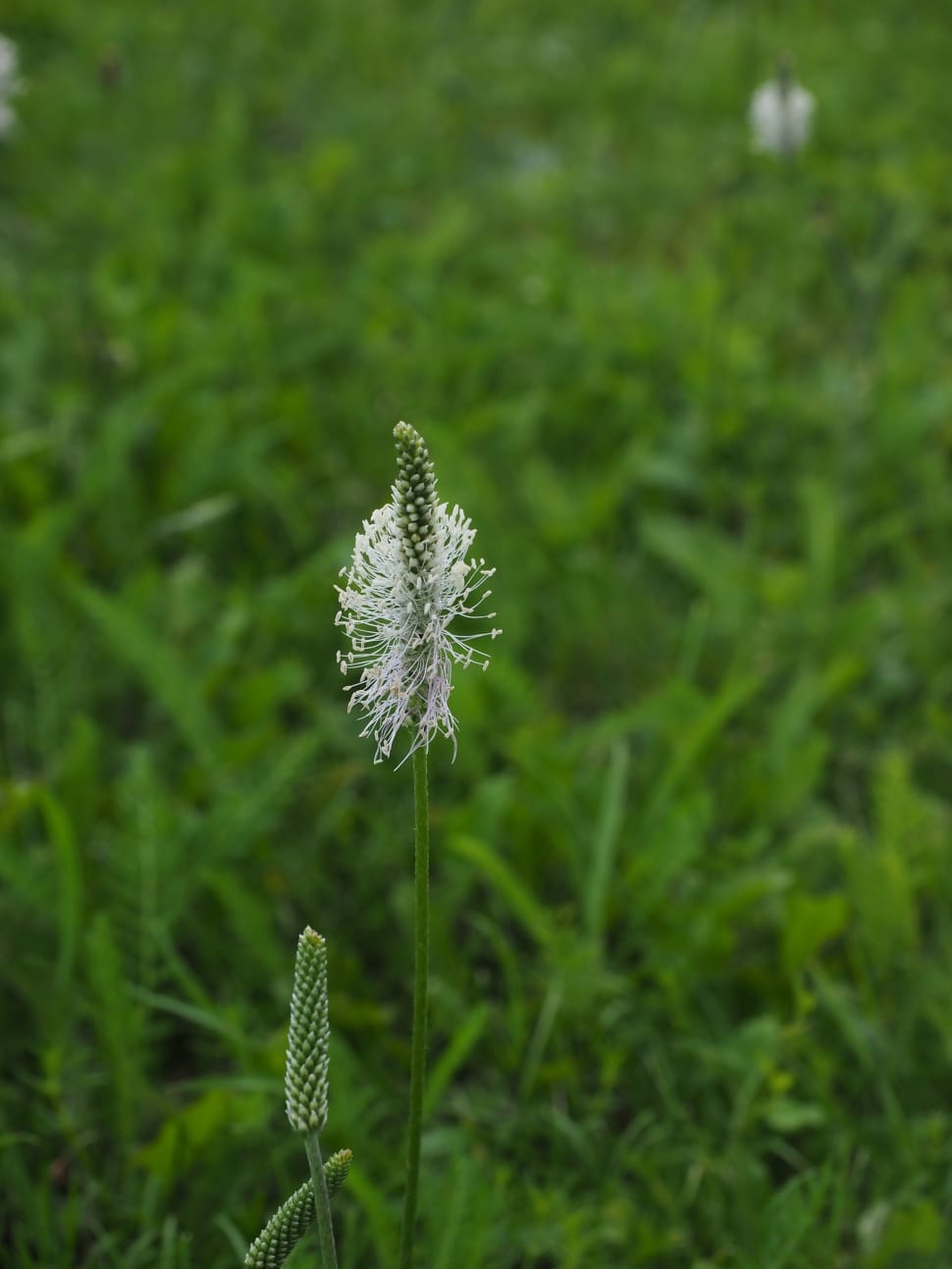 Hoary Plantain, Plantain, nature, growth preview