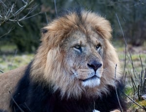 Expensive, Zoo, Male Lion, Lion, one animal, animals in the wild thumbnail