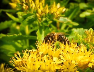 brown and yellow bee thumbnail