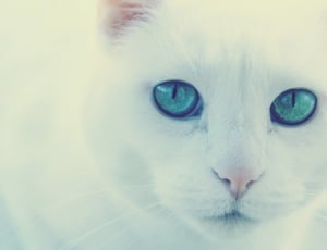 white cat thumbnail