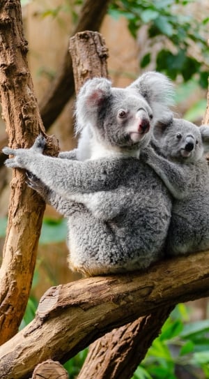 adult and baby kualas thumbnail