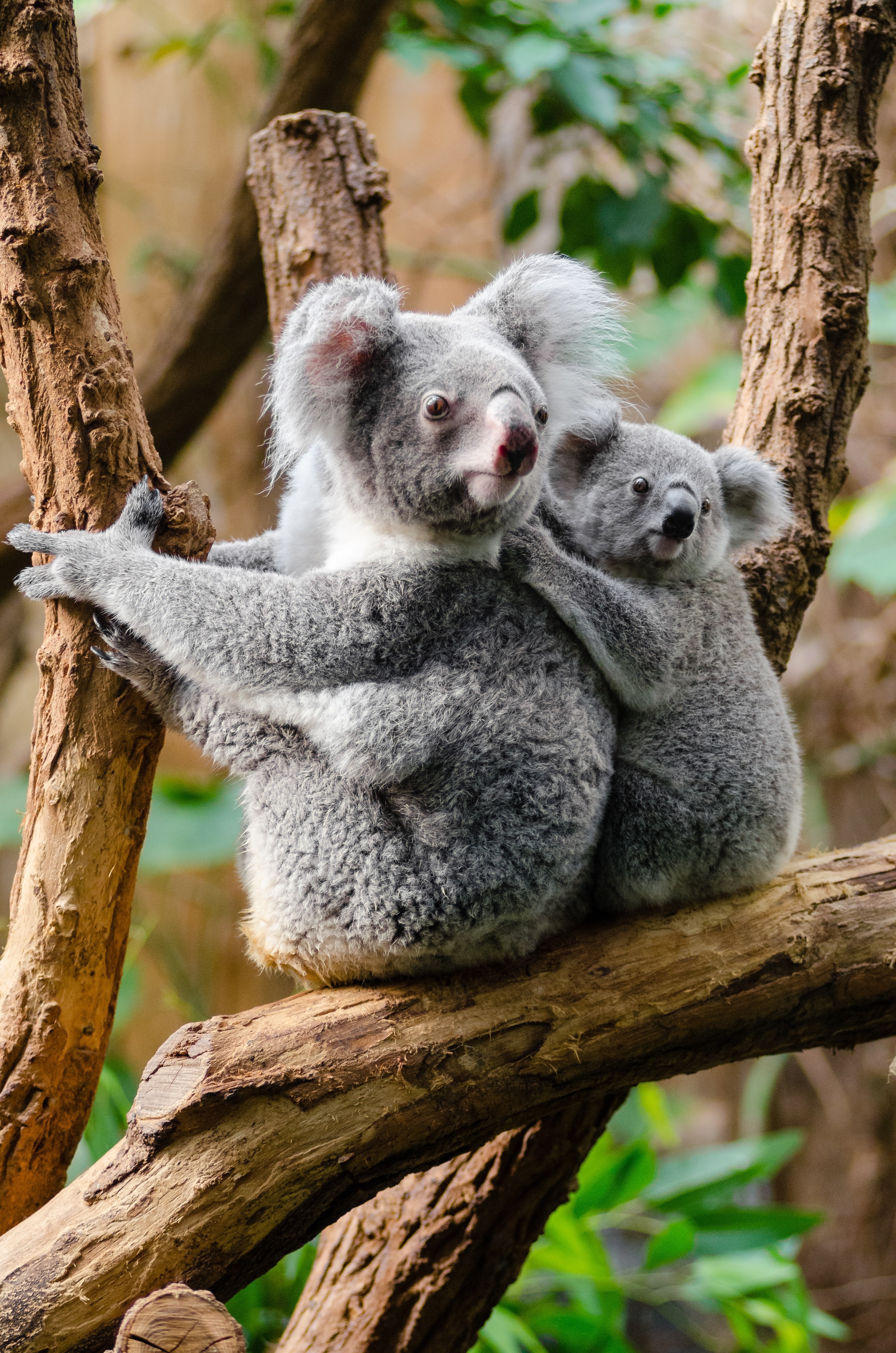 adult and baby kualas