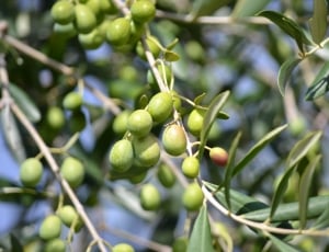 forced-focus photography of green round fruits at daytime thumbnail