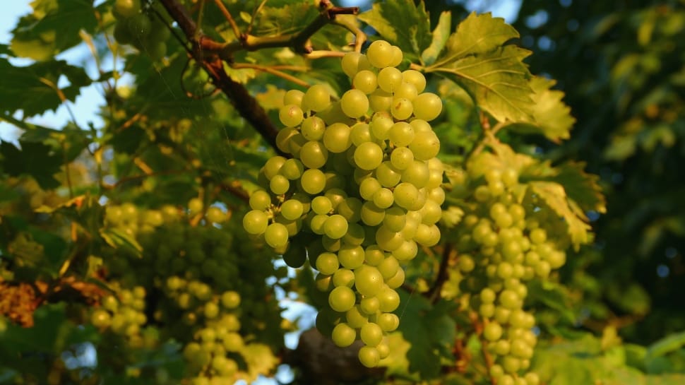 green chardonnay preview