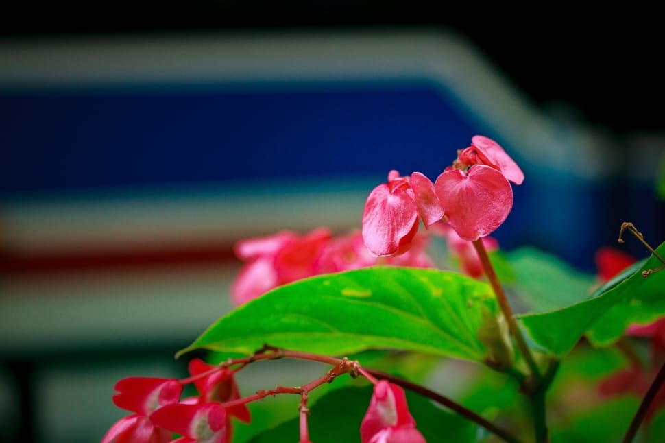 Cityscape, Summer, Chicago, Bus, flower, leaf preview