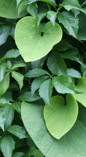 Aristolochia Wielkolistny, leaf, green color thumbnail