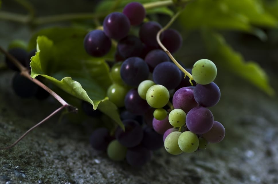 Blue, Green, Grapes, Fruits, Fruit, grape, agriculture preview