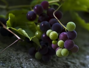 Blue, Green, Grapes, Fruits, Fruit, grape, agriculture thumbnail