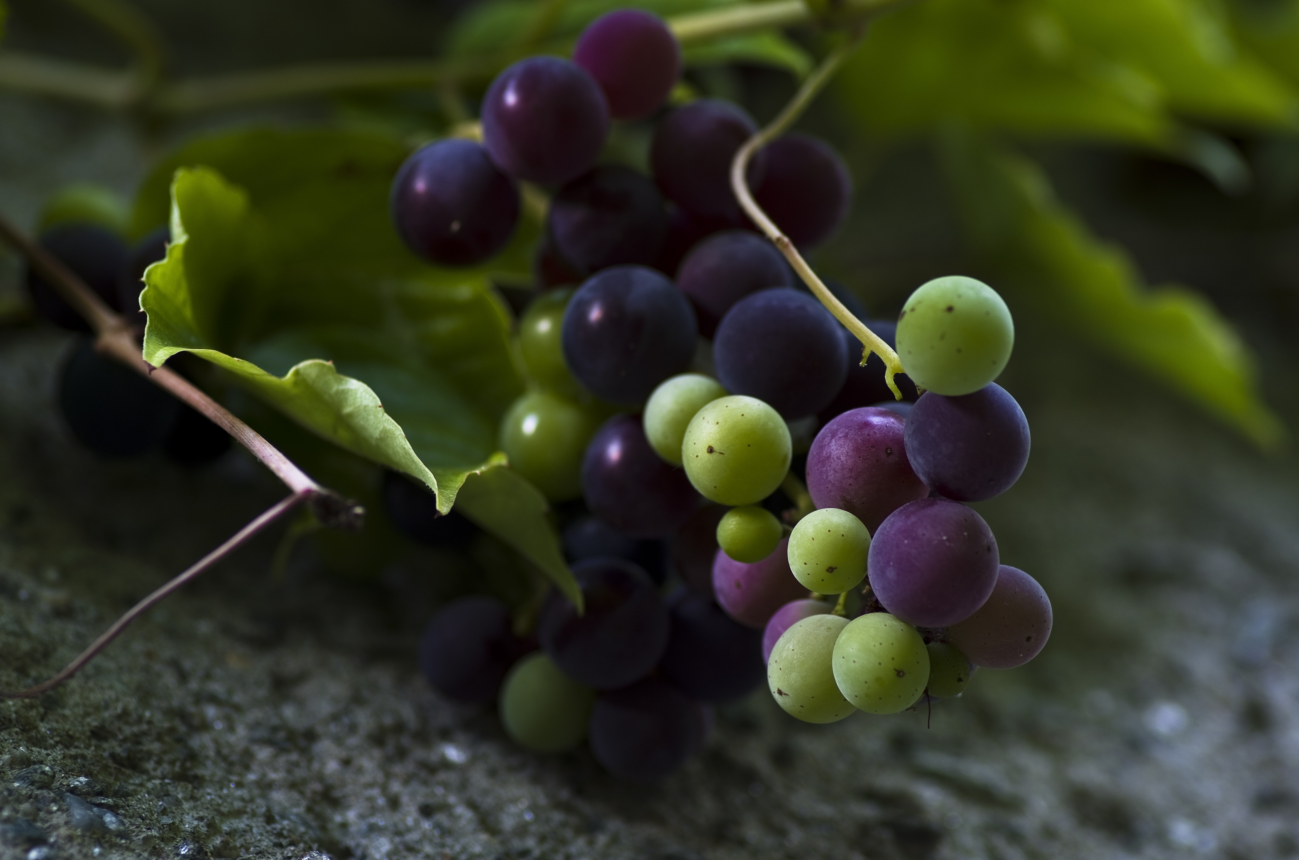Blue, Green, Grapes, Fruits, Fruit, grape, agriculture