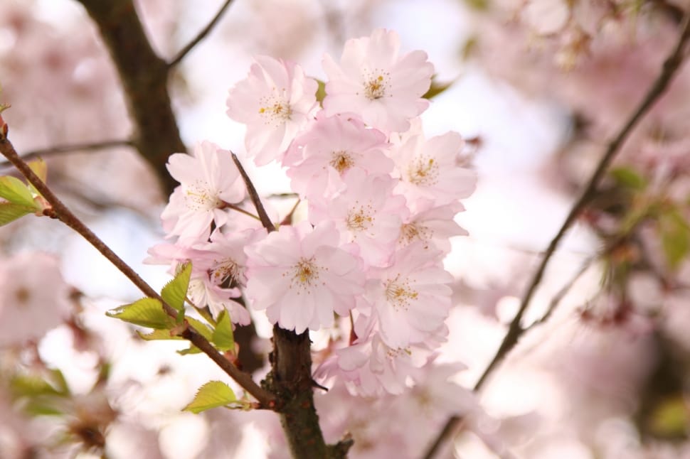 cherry blossom flowers preview