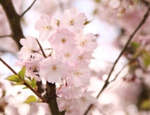cherry blossom flowers thumbnail