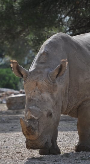 adult rhinoceros thumbnail