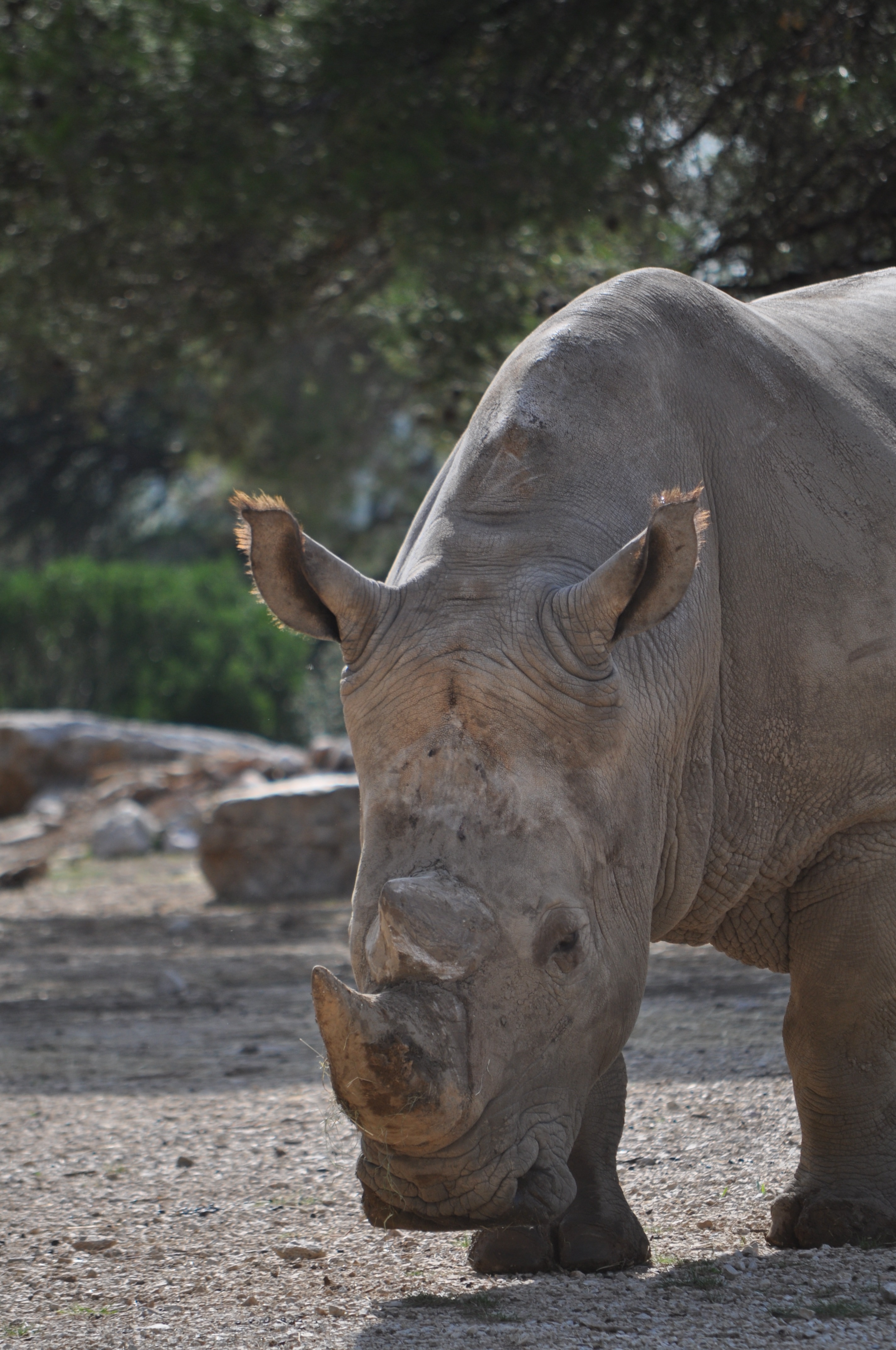 adult rhinoceros