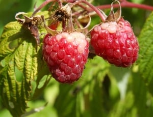 2 raspberries thumbnail