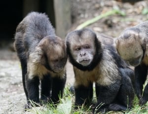 3 black and brown monkeys thumbnail