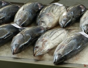 photo of tuna fish thumbnail