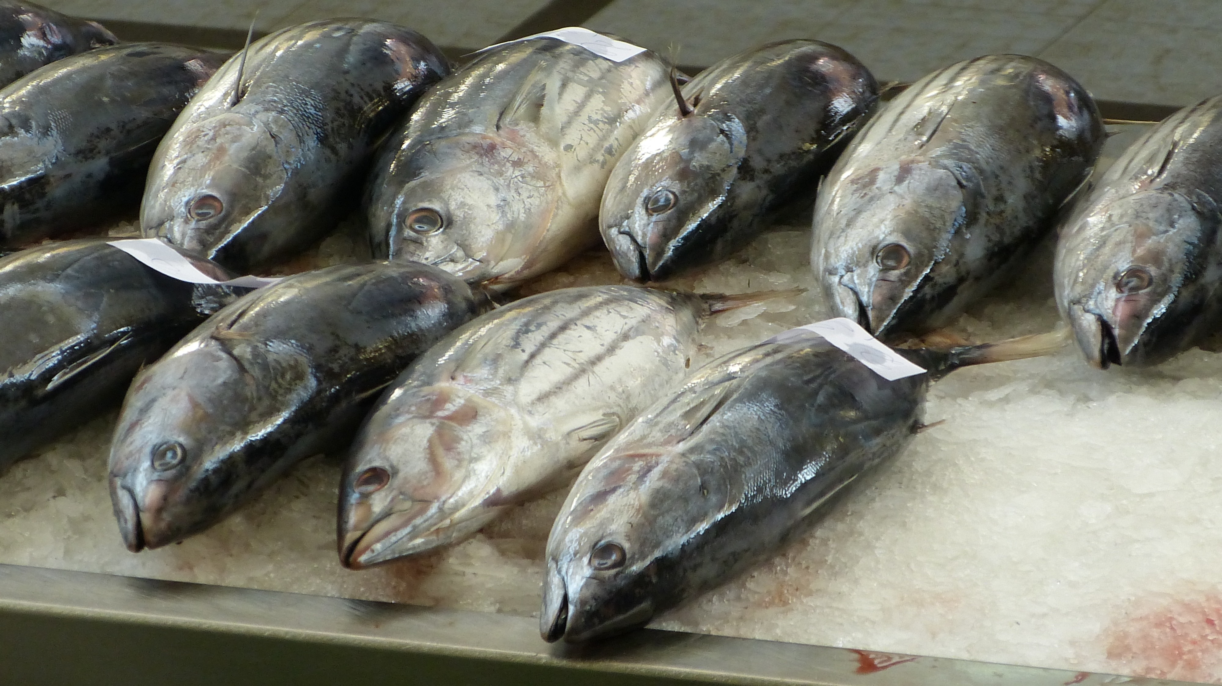 photo of tuna fish