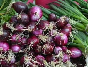 purple onions thumbnail