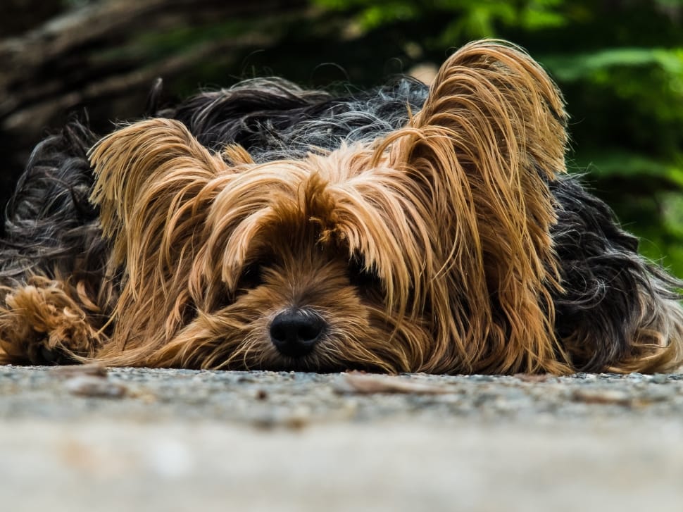 selective focus photography of black and tan long coated dog laying on road preview