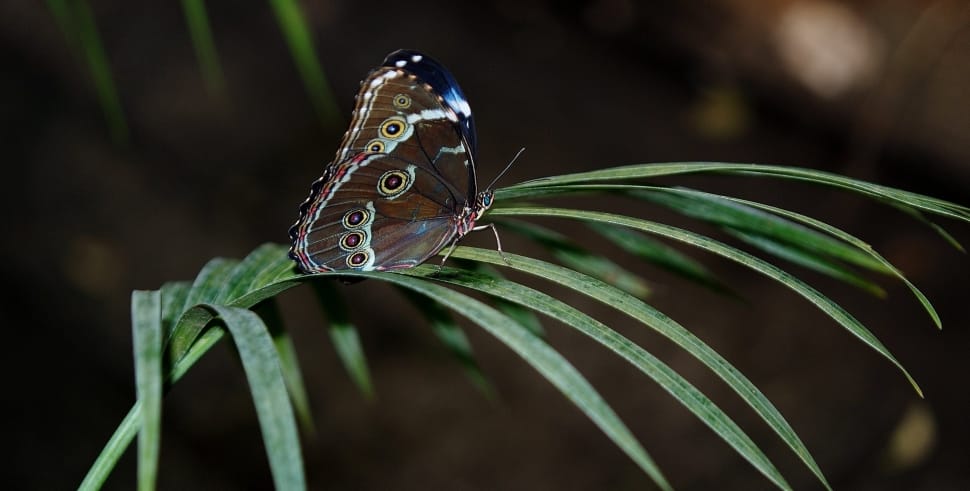 shallow focus photography of brown butterfly on green plant preview